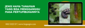 lannate insektisida, harga lannate, insektisida lannate 25 wp, dupont lannate, Lmga Agro