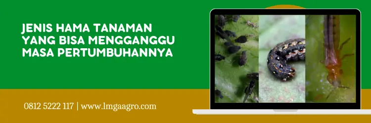 lannate insektisida, harga lannate, insektisida lannate 25 wp, dupont lannate, Lmga Agro