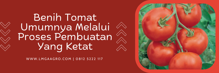 budidaya tomat, cara menyemai tomat, cara merawat tomat, tanaman tomat umumnya dibudidayakan melalui, bibit pohon tomat, Lmga Agro