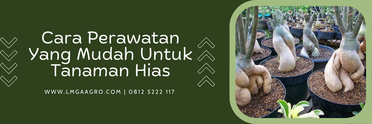 Jenis-jenis pupuk, npk, jenis jenis tanaman hias, dosis pupuk npk untuk tanaman hias, unsur npk, Lmga Agro