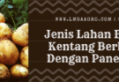 Budidaya kentang, umur tanaman kentang, panen kentang, budidaya tanaman kentang, jenis lahan budidaya kentang, Lmga Agro