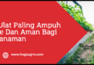 Obat ulat paling ampuh, racun ulat paling ampuh, racun ulat paling ampuh untuk cabe, ulat cabe, budidaya cabe, Lmga Agro