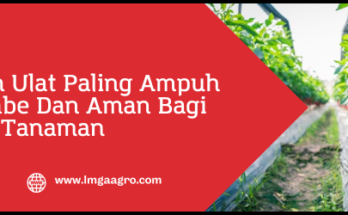 Obat ulat paling ampuh, racun ulat paling ampuh, racun ulat paling ampuh untuk cabe, ulat cabe, budidaya cabe, Lmga Agro