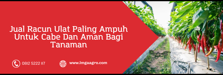 Obat ulat paling ampuh, racun ulat paling ampuh, racun ulat paling ampuh untuk cabe, ulat cabe, budidaya cabe, Lmga Agro