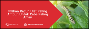 Obat ulat paling ampuh, racun ulat paling ampuh, racun ulat paling ampuh untuk cabe, ulat cabe, budidaya cabe, Lmga Agro