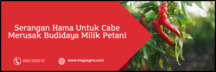 Obat ulat paling ampuh, racun ulat paling ampuh, racun ulat paling ampuh untuk cabe, ulat cabe, budidaya cabe, Lmga Agro