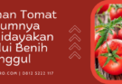 budidaya tomat, cara menyemai tomat, cara merawat tomat, tanaman tomat umumnya dibudidayakan melalui, bibit pohon tomat, Lmga Agro