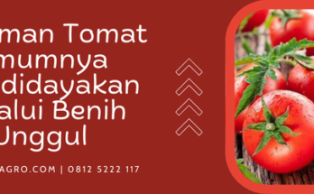 budidaya tomat, cara menyemai tomat, cara merawat tomat, tanaman tomat umumnya dibudidayakan melalui, bibit pohon tomat, Lmga Agro