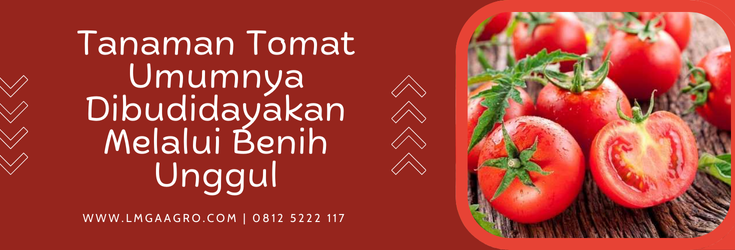 budidaya tomat, cara menyemai tomat, cara merawat tomat, tanaman tomat umumnya dibudidayakan melalui, bibit pohon tomat, Lmga Agro