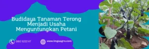 bibit terong antaboga, harga terong antaboga, harga bibit terong antaboga, terong antaboga, Lmga Agro