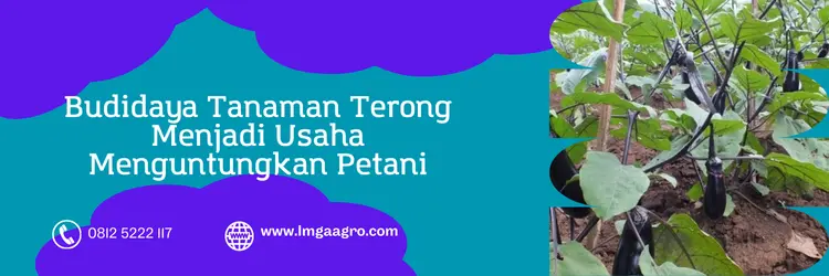 Jual Harga Benih Terong Antaboga Murah Hasil Panen Tinggi | Lmga Agro bibit terong antaboga, harga terong antaboga, harga bibit terong antaboga, terong antaboga, Lmga Agro