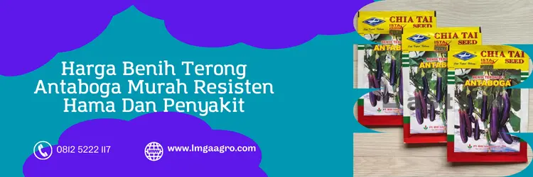 Jual Harga Benih Terong Antaboga Murah Hasil Panen Tinggi | Lmga Agro bibit terong antaboga, harga terong antaboga, harga bibit terong antaboga, terong antaboga, Lmga Agro