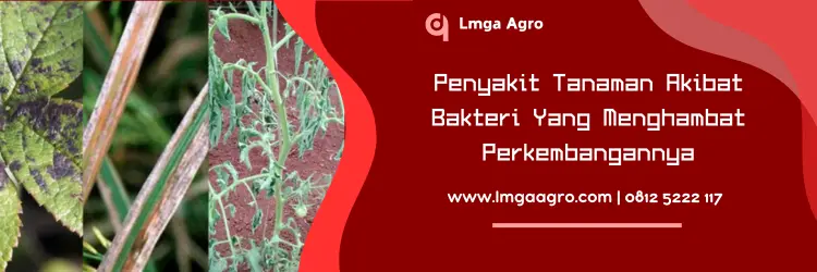 Jual Harga Agrept 20 WP Terjangkau Menjadi Andalan Petani | Lmga Agro agrept bakterisida, agrept 20 wp, harga bakterisida agrept, agrept 20wp, Lmga Agro