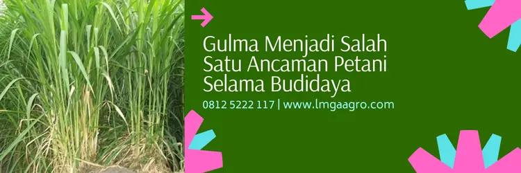 kayabas, kayabas herbisida, harga kayabas, kayabas untuk jagung, Lmga Agro