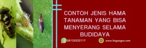 cronus insektisida, bahan aktif insektisida cronus, insektisida cronus, insektisida bahan aktif abamektin, Lmga Agro