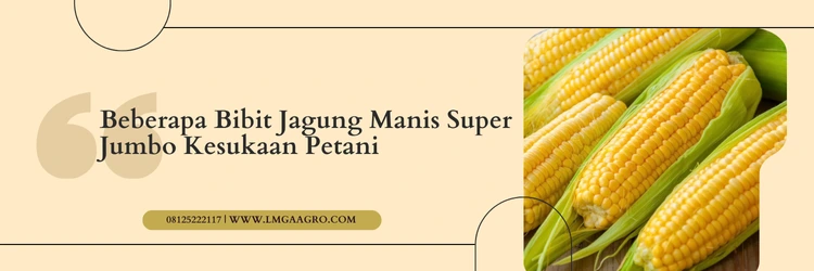 Pohon jagung, bibit jagung manis super jumbo, cara budidaya jagung manis, varietas jagung manis, jenis jagung manis, Lmga Agro