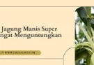 Pohon jagung, bibit jagung manis super jumbo, cara budidaya jagung manis, varietas jagung manis, jenis jagung manis, Lmga Agro