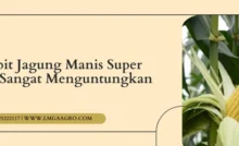 Pohon jagung, bibit jagung manis super jumbo, cara budidaya jagung manis, varietas jagung manis, jenis jagung manis, Lmga Agro