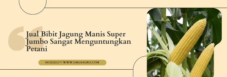 Pohon jagung, bibit jagung manis super jumbo, cara budidaya jagung manis, varietas jagung manis, jenis jagung manis, Lmga Agro