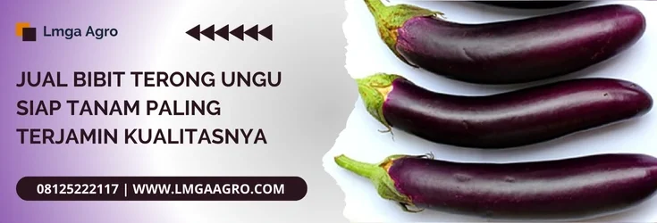 Budidaya terong, bibit terong ungu siap tanam, tanaman terong ungu, sayur terong, pohon terong, Lmga Agro