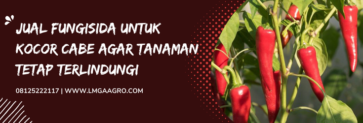 Fungisida untuk cabe, fungisida untuk kocor cabe, budidaya cabe, pohon cabe, cara menanam cabe, Lmga Agro