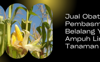 Tanaman jagung, pohon jagung, obat pembasmi belalang paling ampuh, contoh hama, racun hama, lmga agro