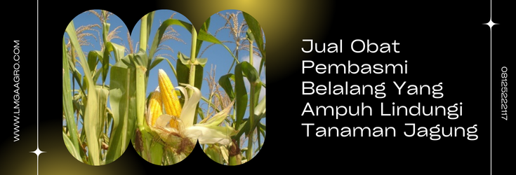 Tanaman jagung, pohon jagung, obat pembasmi belalang paling ampuh, contoh hama, racun hama, lmga agro