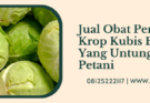 Obat pembesar krop kubis, kandungan kubis, apa itu kubis, manfaat kubis, budidaya kubis, Lmga Agro