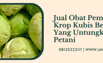 Obat pembesar krop kubis, kandungan kubis, apa itu kubis, manfaat kubis, budidaya kubis, Lmga Agro