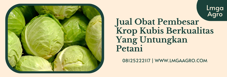 Obat pembesar krop kubis, kandungan kubis, apa itu kubis, manfaat kubis, budidaya kubis, Lmga Agro