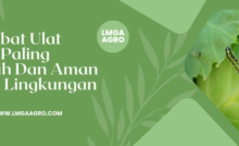 Obat ulat kubis paling ampuh, jenis ulat grayak, budidaya kubis, manfaat kubis, budidaya kubis, Lmga Agro
