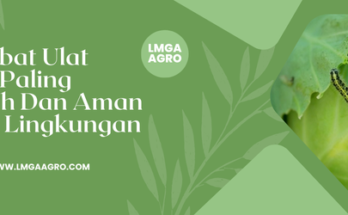 Obat ulat kubis paling ampuh, jenis ulat grayak, budidaya kubis, manfaat kubis, budidaya kubis, Lmga Agro