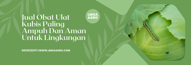 Obat ulat kubis paling ampuh, jenis ulat grayak, budidaya kubis, manfaat kubis, budidaya kubis, Lmga Agro