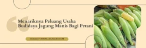 Pohon jagung, bibit jagung manis super jumbo, cara budidaya jagung manis, varietas jagung manis, jenis jagung manis, Lmga Agro