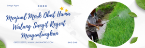 Serangga bau sangit, budidaya padi, regent 50 sc, merk obat hama walang sangit, Lmga Agro