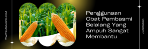 Tanaman jagung, pohon jagung, obat pembasmi belalang paling ampuh, contoh hama, racun hama, lmga agro