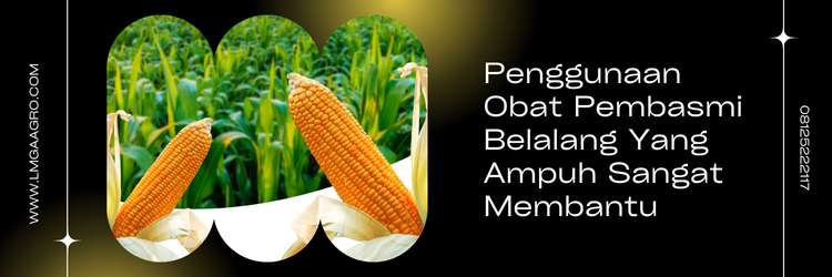Jual Obat Pembasmi Belalang Yang Ampuh Harga Murah | Lmga Agro Tanaman jagung, pohon jagung, obat pembasmi belalang paling ampuh, contoh hama, racun hama, lmga agro