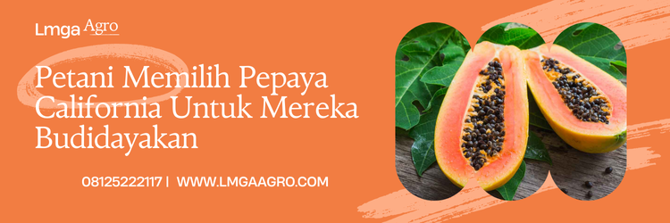 Budidaya pepaya, bibit pepaya california terdekat, kandungan pepaya, buah pepaya, buah kates