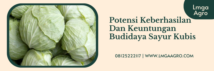 Obat pembesar krop kubis, kandungan kubis, apa itu kubis, manfaat kubis, budidaya kubis, Lmga Agro