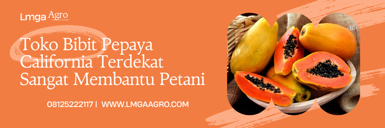 Budidaya pepaya, bibit pepaya california terdekat, kandungan pepaya, buah pepaya, buah kates