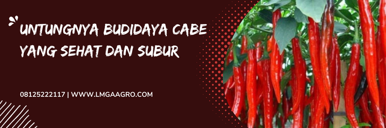 Fungisida untuk cabe, fungisida untuk kocor cabe, budidaya cabe, pohon cabe, cara menanam cabe, Lmga Agro