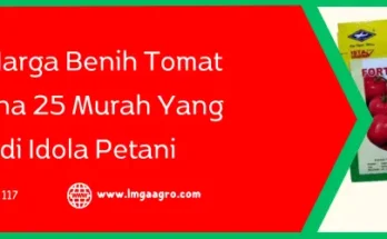 tomat fortuna 25, bibit tomat fortuna 25, harga bibit tomat fortuna 25, bibit tomat terbaik, Lmga Agro