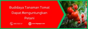 tomat fortuna 25, bibit tomat fortuna 25, harga bibit tomat fortuna 25, bibit tomat terbaik, Lmga Agro