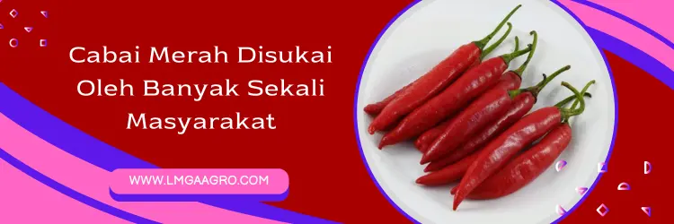 benih cabe warrior, harga benih cabe warrior, bibit cabe merah, bibit cabe merah yang bagus, Lmga Agro