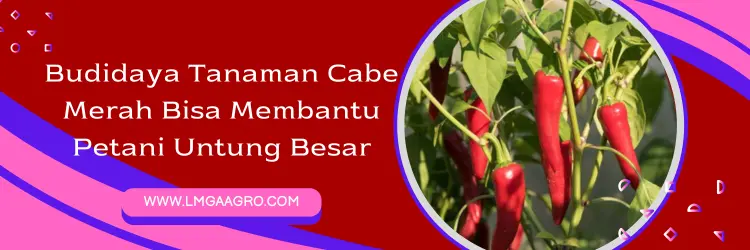 benih cabe warrior, harga benih cabe warrior, bibit cabe merah, bibit cabe merah yang bagus, Lmga Agro