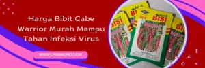 benih cabe warrior, harga benih cabe warrior, bibit cabe merah, bibit cabe merah yang bagus, Lmga Agro