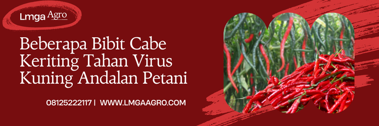 Cabai hibrida, budidaya cabe, bibit cabe keriting tahan virus kuning, bibit cabe, menanam cabai, Lmga Agro