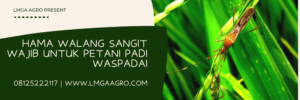 Serangga bau sangit, budidaya padi, walang sangit hitam, obat walang sangit dari bayer, Lmga Agro