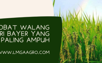 Serangga bau sangit, budidaya padi, walang sangit hitam, obat walang sangit dari bayer, Lmga Agro