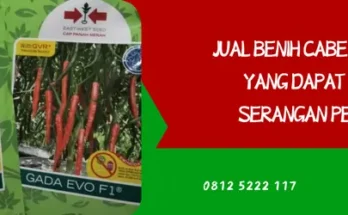 benih cabe gada, bibit cabe gada evo, gada evo, harga benih cabe gada evo, Lmga Agro